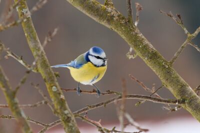 Sýkorka belasá (Cyanistes caeruleus). Foto: Juraj Vysoký